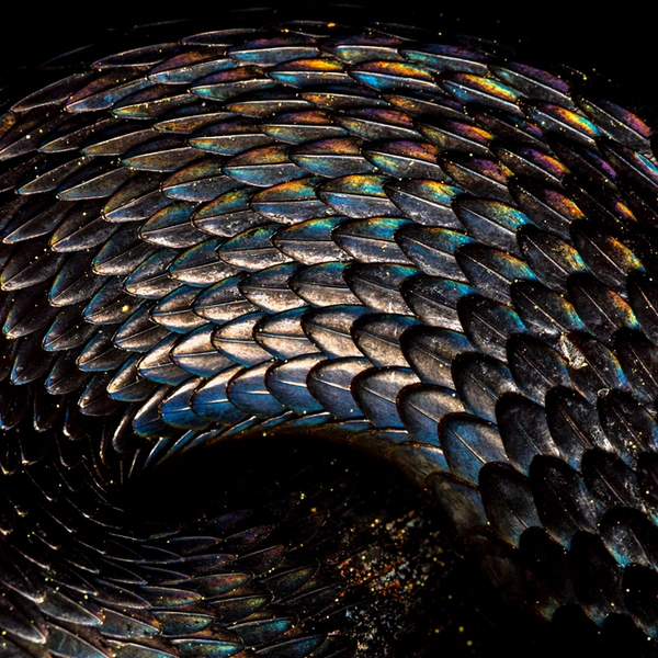 Финалист в номинации «Природное искусство» | Источник: Bernhardt Schubert / European Wildlife Photographer of the Year 2025