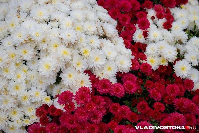 Источник: Елена Буйвол / VLADIVOSTOK1.RU