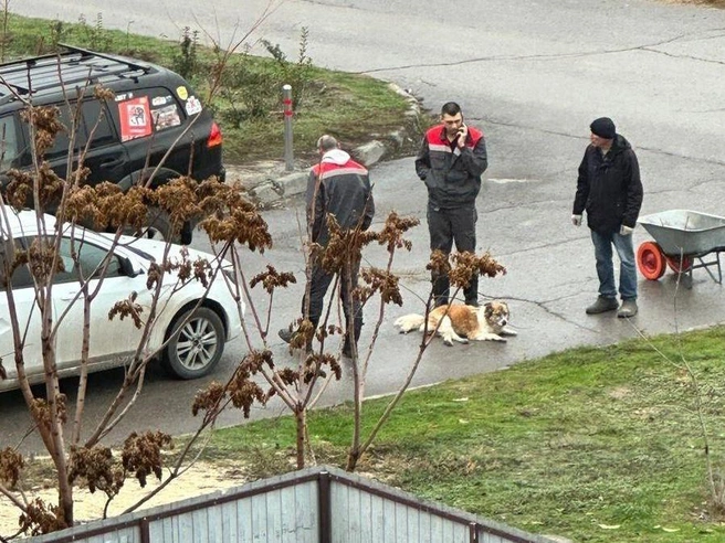 Инцидент с наездом на собаку произошел в одном из дворов Дзержинского района Волгограда | Источник: MSXALADZE / Telegram