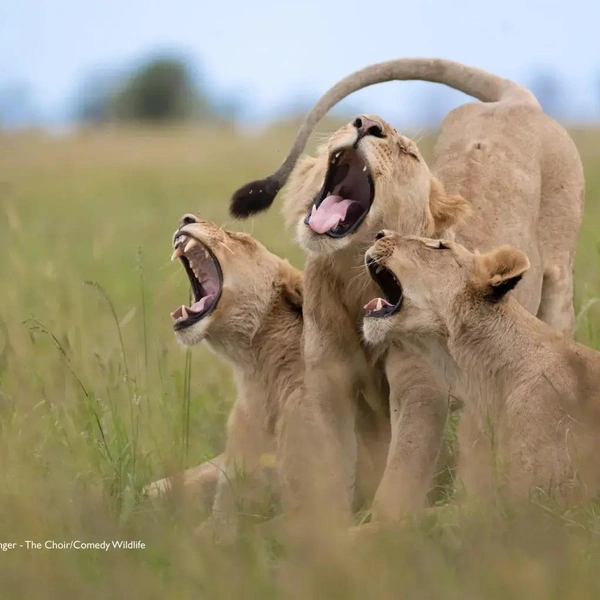 Источник: Nikon Comedy Wildlife Awards