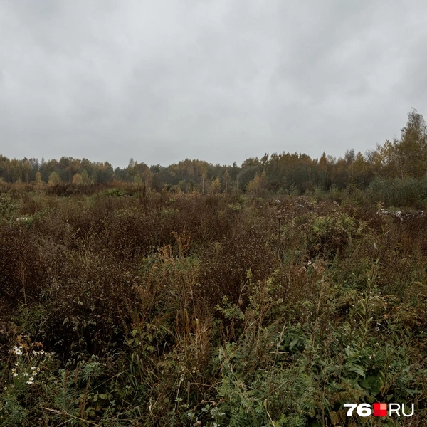 Травы&nbsp;— по пояс | Источник: Александр Куренной / 76.RU