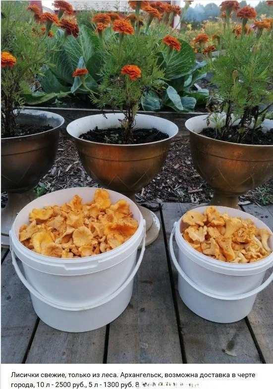 Источник: Архангельский онлайн рынок. Куплю. Продам. / Vk.com