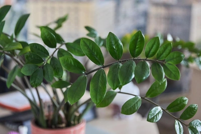 How to Care for Zamioculcas or Dollar Plant at Home