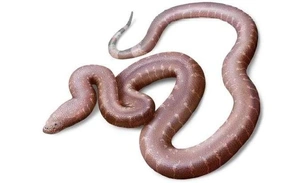 «Парадоксальная змея»: необычный новый вид древней змеи обнаружили в Англии