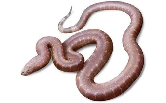 «Парадоксальная змея»: необычный новый вид древней змеи обнаружили в Англии