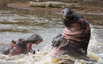 Ссора бегемотов и летающий тюлень: оцените уморительные фото с конкурса Comedy Wildlife Photography Awards, которых вы еще не видели
