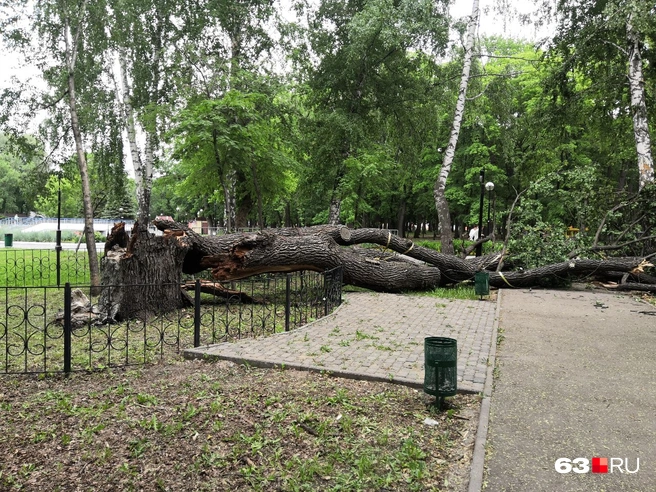 Дереву было 300 лет | Источник: Евгений Зиновьев