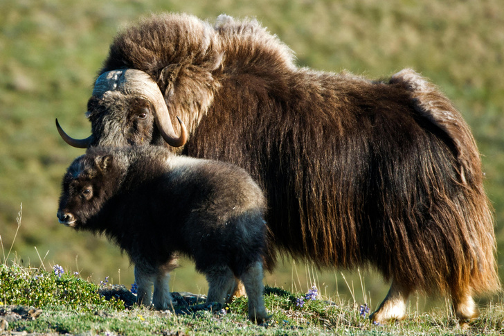 Бык в овечьей шкуре: что известно о мохнатом гиганте из тундростепи