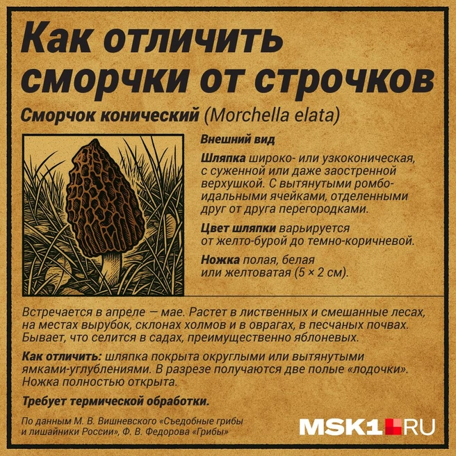 Так выглядят съедобные сморчки | Источник: Полина Авдошина / Городские медиа