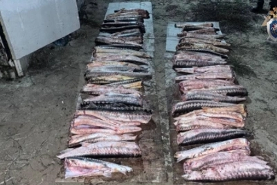 Житель Астрахани осужден за незаконный лов осетровых