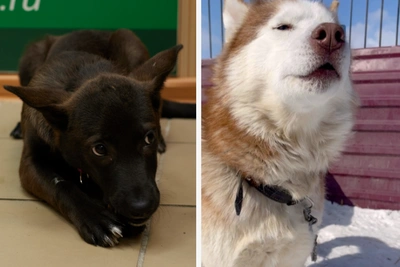 Истории трёх собак, ждущих хозяев в Омске