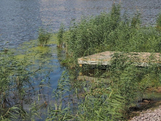 Ижора не входит в число водоемов, где рекомендовал бы купаться Роспотребнадзор | Источник: Михаил Огнев / FONTANKA.RU
