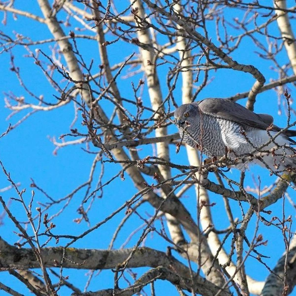 Источник: Станислав Крутоверцев / «Каждой твари по паре».