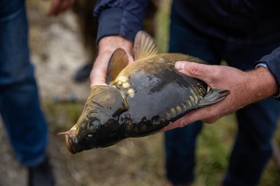 Ограничения на ловлю рыбы в Томской области