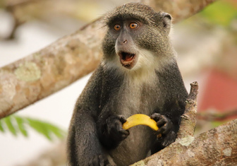 Эволюция не остановилась: у людей нашли 155 генов, которые появились после разделения с обезьянами
