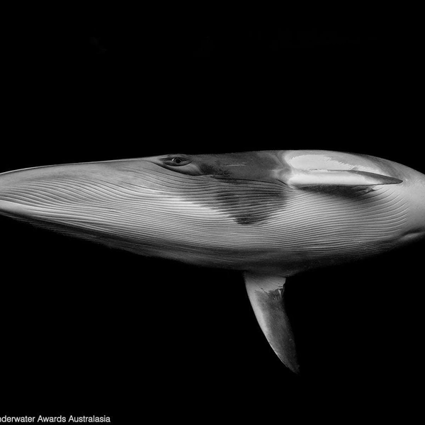 Победитель в номинации «Австралийские воды» | Источник: Marcia Riederer / Underwater Awards Australasia 2025