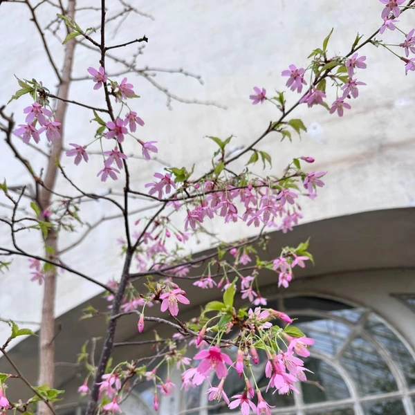 Источник: Ботанический сад Петра Великого. Санкт-Петербург / Телеграм