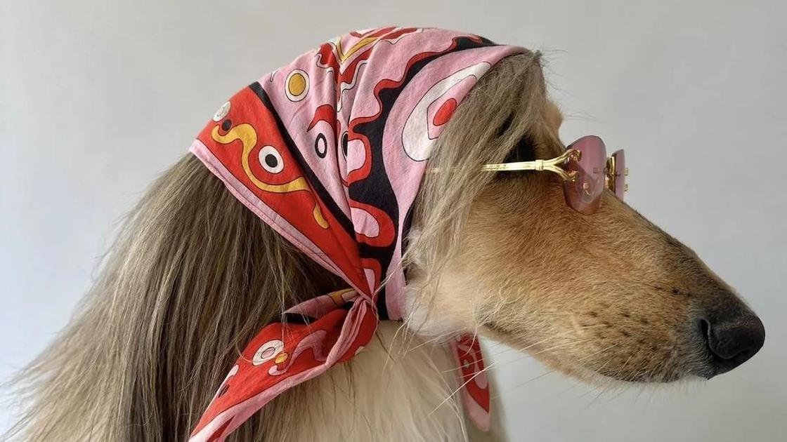 Собаки как зеркало души? Знаменитости и их питомцы украсили обложку Dogue!