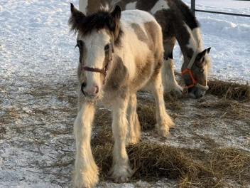 Лошади породы Тинкер | Источник: Предоставлено Пермским зоопарком