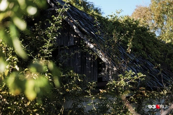 Брошенные дома разрушаются вод натиском природы | Источник: Дарья Паращенко / 93.RU