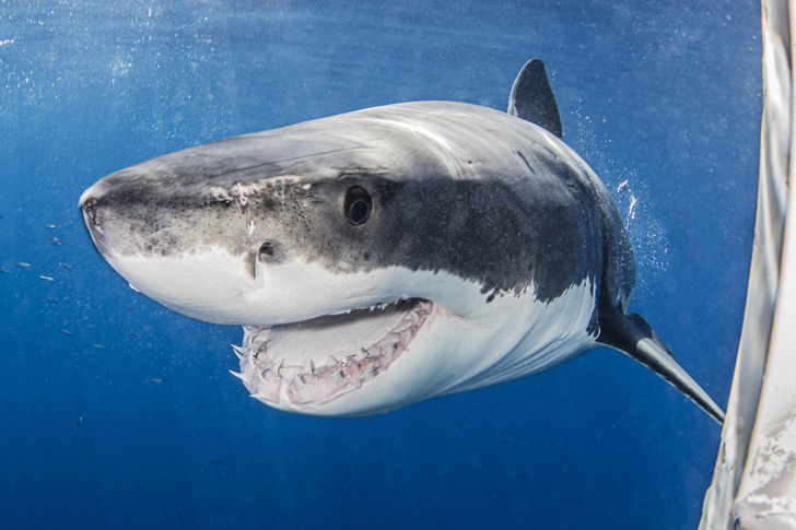 На курорте Франции акула загрызла туриста на глазах отдыхающих