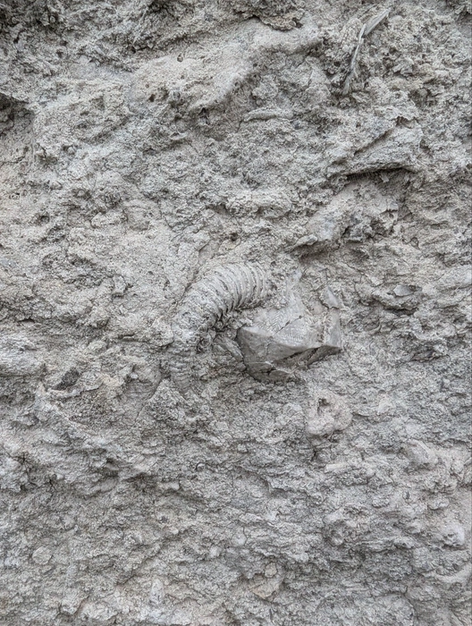 На жилом доме в Петербурге нашли редкую окаменелость. Посмотрите на эту чашечку | Источник: Федор Данилов, «Фонтанка.ру»