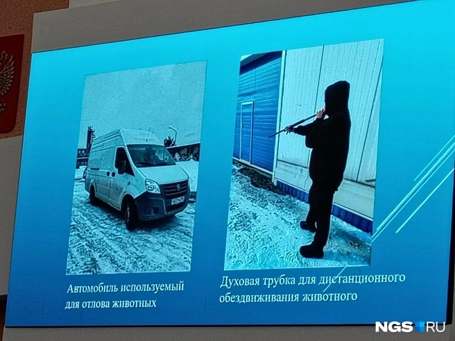 Ловцы пользуются духовыми трубками для обездвиживания собак | Источник: Александр Ощепков / NGS.RU