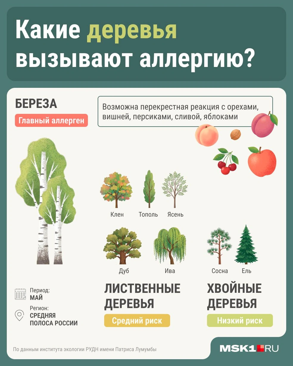Опасные деревья | Источник: Серафима Пантыкина / Городские медиа