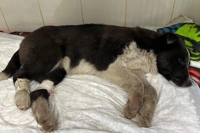 Щенка с переломанными лапами спасают в Архангельске