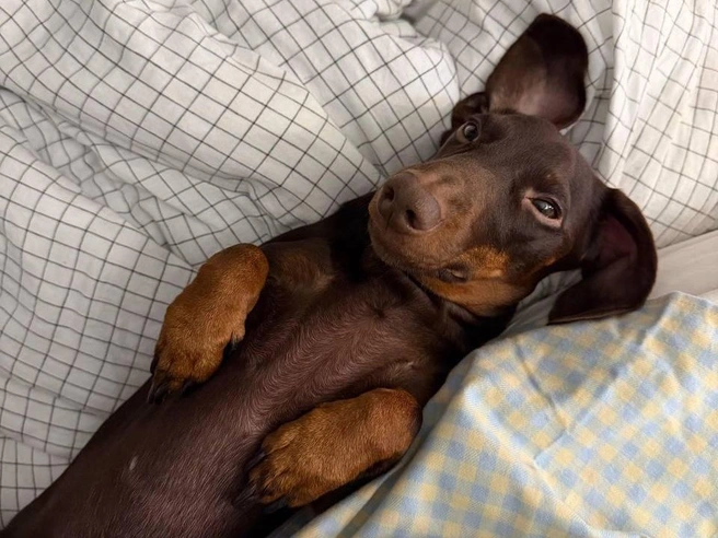 В 2023 году пара завела таксу по кличке Марс | Источник: барашик лизок @barrashik / T.me