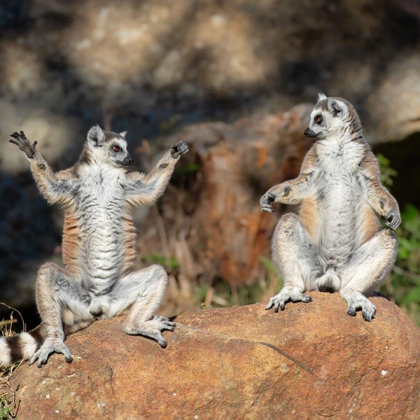 «Вот такую рыбу поймал вчера!» | Источник: Andrey Giljov / Nikon Comedy Wildlife Awards 2025