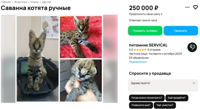Причем самки саванны стоят дороже, чем самцы | Источник: Avito.ru