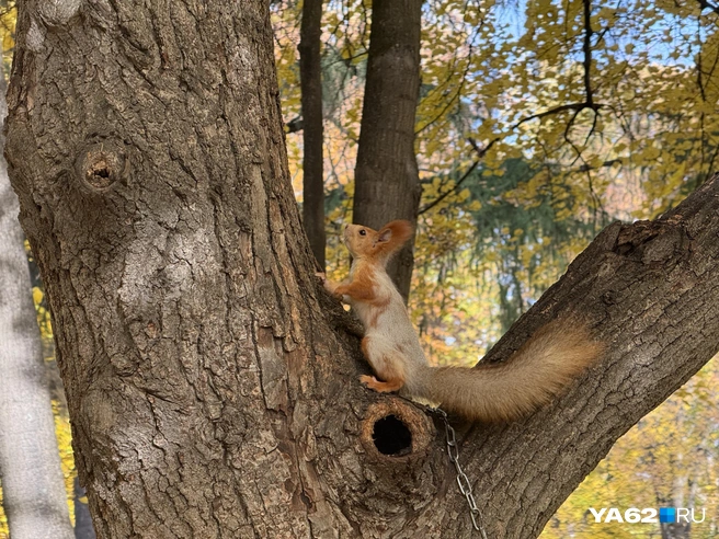 Эта белка чуть опаздывает со сменой шубы | Источник: Сергей Петунин / YA62.RU