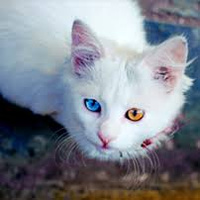 Аватарка No Name