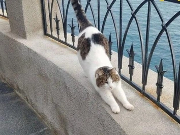 Кошка Муся, которую неадекват скинул с обрыва в Ласточкином гнезде в Крыму, жива