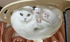 Самые смешные снимки котов на стекле, под стеклом, в стекле