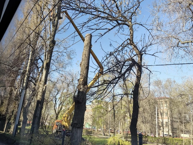Деревья пилят прямо у проезжей части | Источник: Предоставлено читателем 164.ru