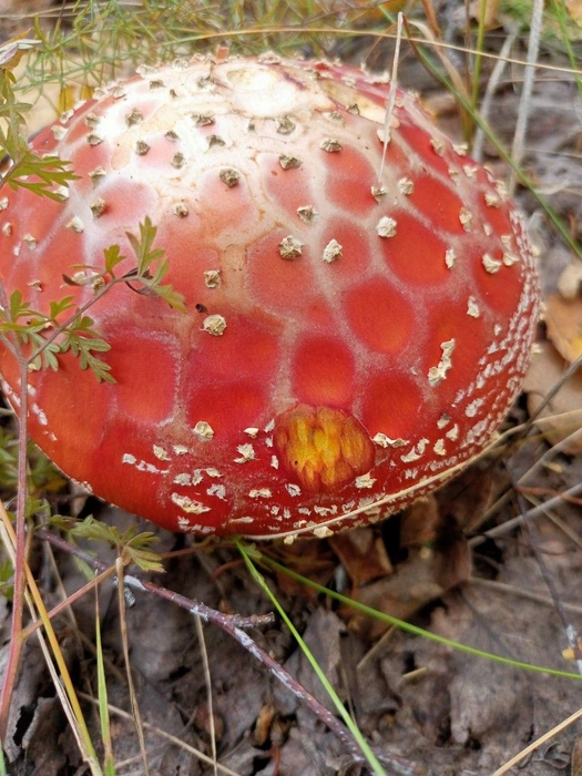 Если для людей мухоморы ядовиты, то, по версии некоторых ученых, лесным животным красавчики в красных шляпках якобы помогают повысить иммунитет и избавиться от паразитов | Источник: читатель 63.RU