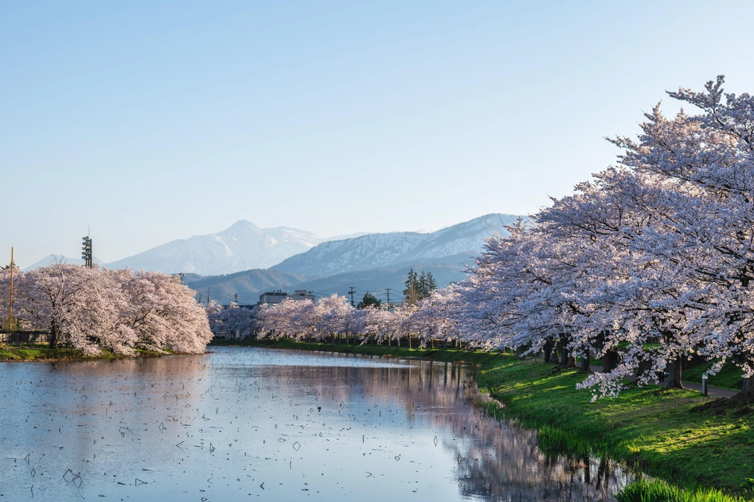 11 мест по всему свету, где можно полюбоваться цветением сакуры | Источник: Legion Media