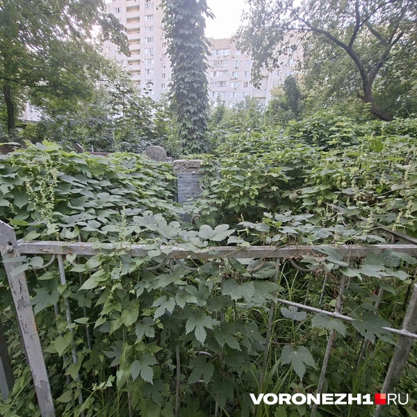 Источник: Алёна Воропаева / Voronezh1.ru