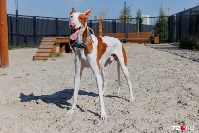 Когда устанет, она остановится сама: отдышаться, отдохнуть и попить воды (ее хозяйка берет с собой на прогулку в специальном поильнике)  | Источник: Ирина Шарова / 72.RU 