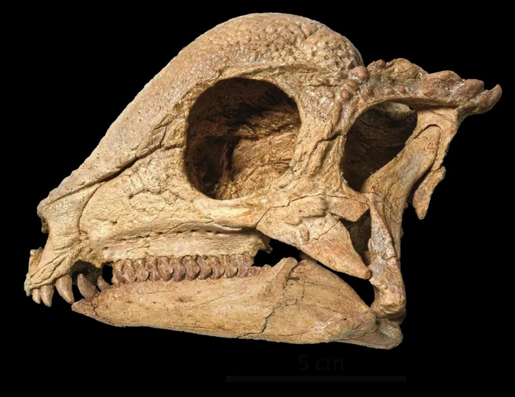 Окаменелость была обнаружена на склоне утеса в Монголии | Источник: North Carolina Museum of Natural Sciences