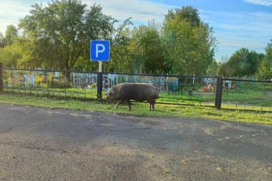 Гуляющие без присмотра владельцев животные в поселке не редкость | Источник: Курагинские новости «Вариант» / Vk.com