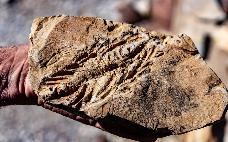 В Австралии обнаружен череп ихтиозавра