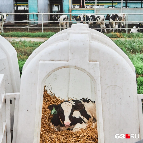 Источник: Роман Данилкин / 63.RU