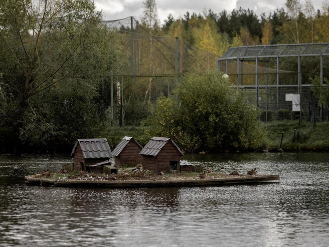 У уток здесь своя небольшая деревня | Источник: Александр Куренной / 76.RU
