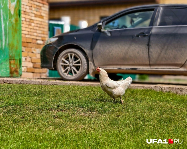 Курочка на выгуле | Источник: Булат Салихов / UFA1.RU