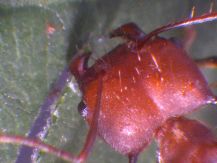 Раскрыт секрет остроты муравьиных «зубов»