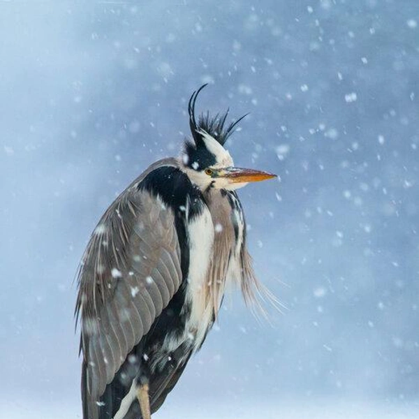 Третье место в номинации «Портрет» | Источник: Ivan Sjögren / Bird Photographer of the Year 2018