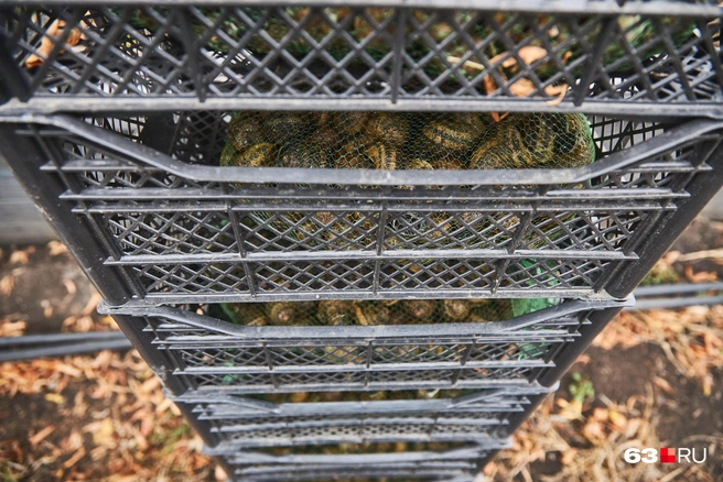 Здесь улитки проводят пару недель, прежде чем отправиться в холодильник | Источник: Роман Данилкин / 63.RU